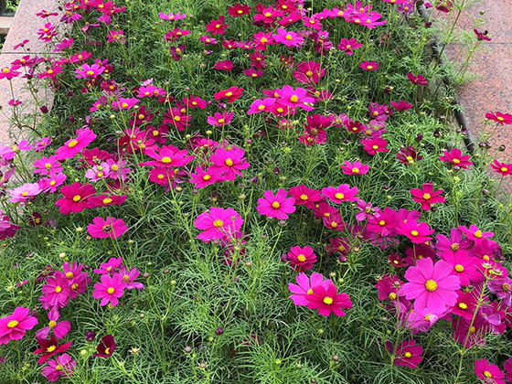 蚌埠生日鲜花-设计广场花坛摆设